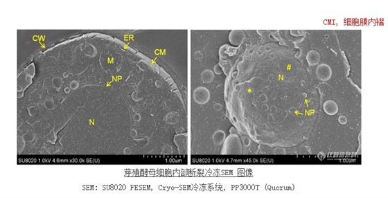 芽殖酵母細胞內部斷裂冷凍SEM 圖像 芽殖酵母細胞內部斷裂冷凍SEM 圖像