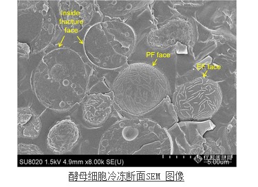 酵母細(xì)胞冷凍斷面SEM 圖像 酵母細(xì)胞冷凍斷面SEM 圖像