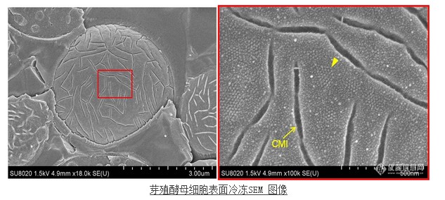 芽殖酵母細(xì)胞表面冷凍SEM 圖像 芽殖酵母細(xì)胞表面冷凍SEM 圖像